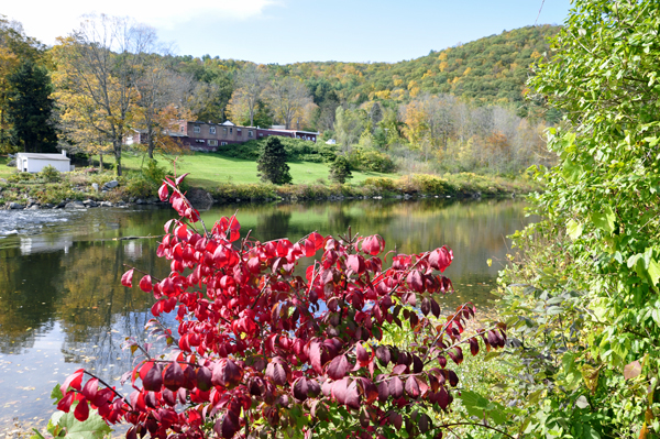 fall foliage